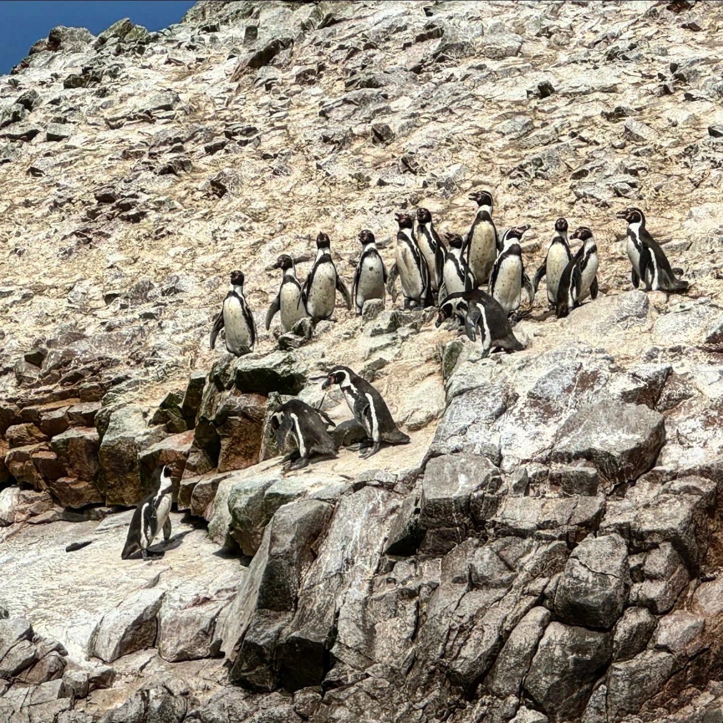 Bezoeker van Paracas rondleiding